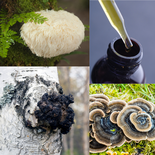 Medicinal mushrooms for wellbeing